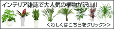 観葉植物の専門店「MAKIMO PLANT(マキモプラント)」 商品購入